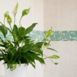 Признаки того, что ваша мирная лилия заражена вредителями