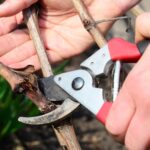 Что нужно обрезать в саду в марте?