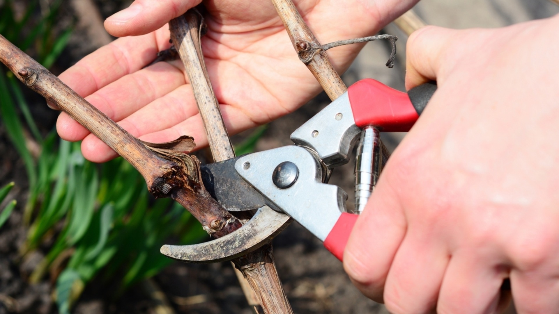Что нужно обрезать в саду в марте?