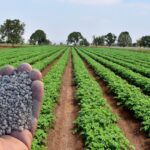 100% рост цен: обвинения в том, что два крупных завода по производству удобрений в нашей стране намеренно задерживают свой товар