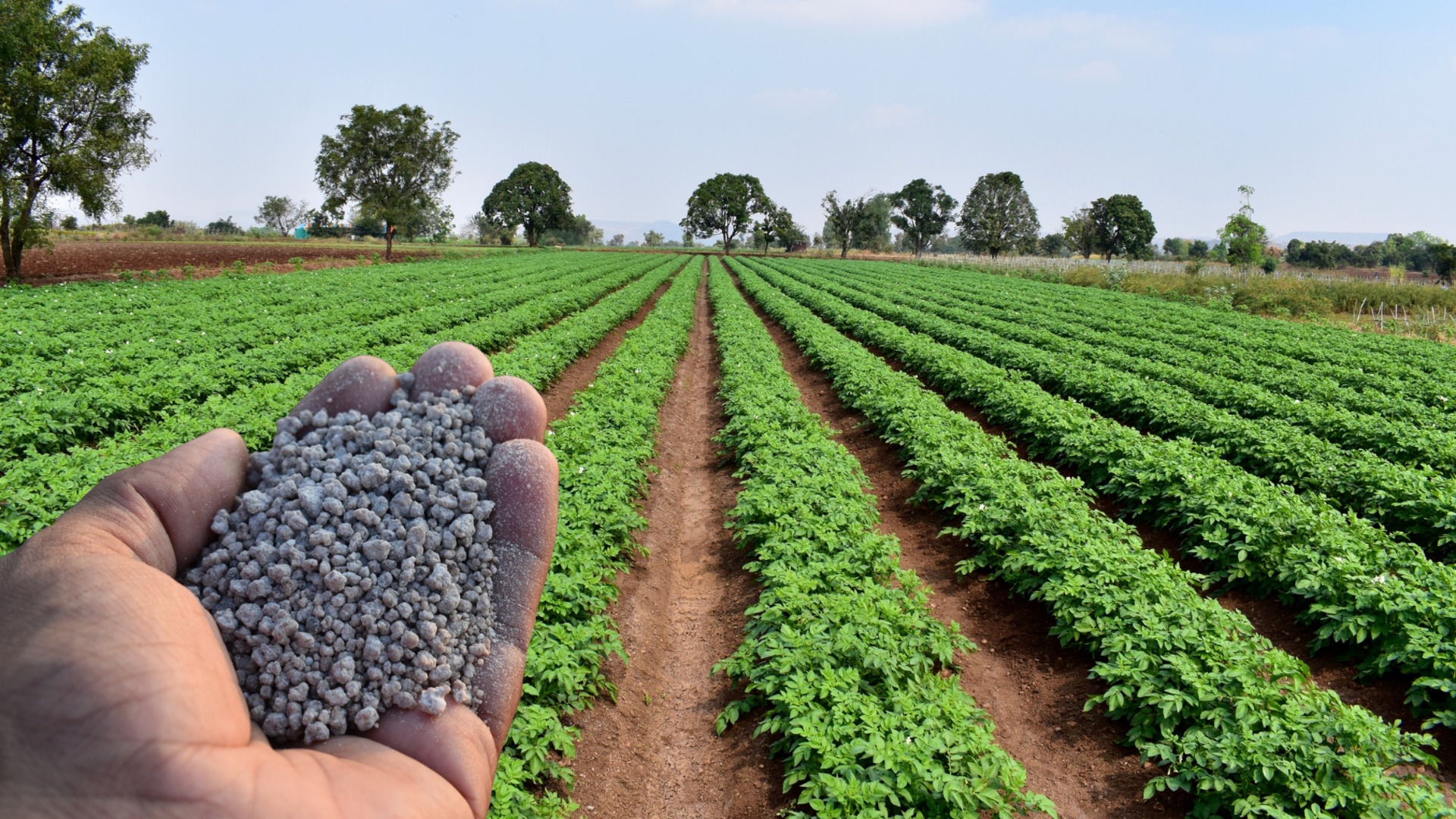 100% рост цен: обвинения в том, что два крупных завода по производству удобрений в нашей стране намеренно задерживают свой товар