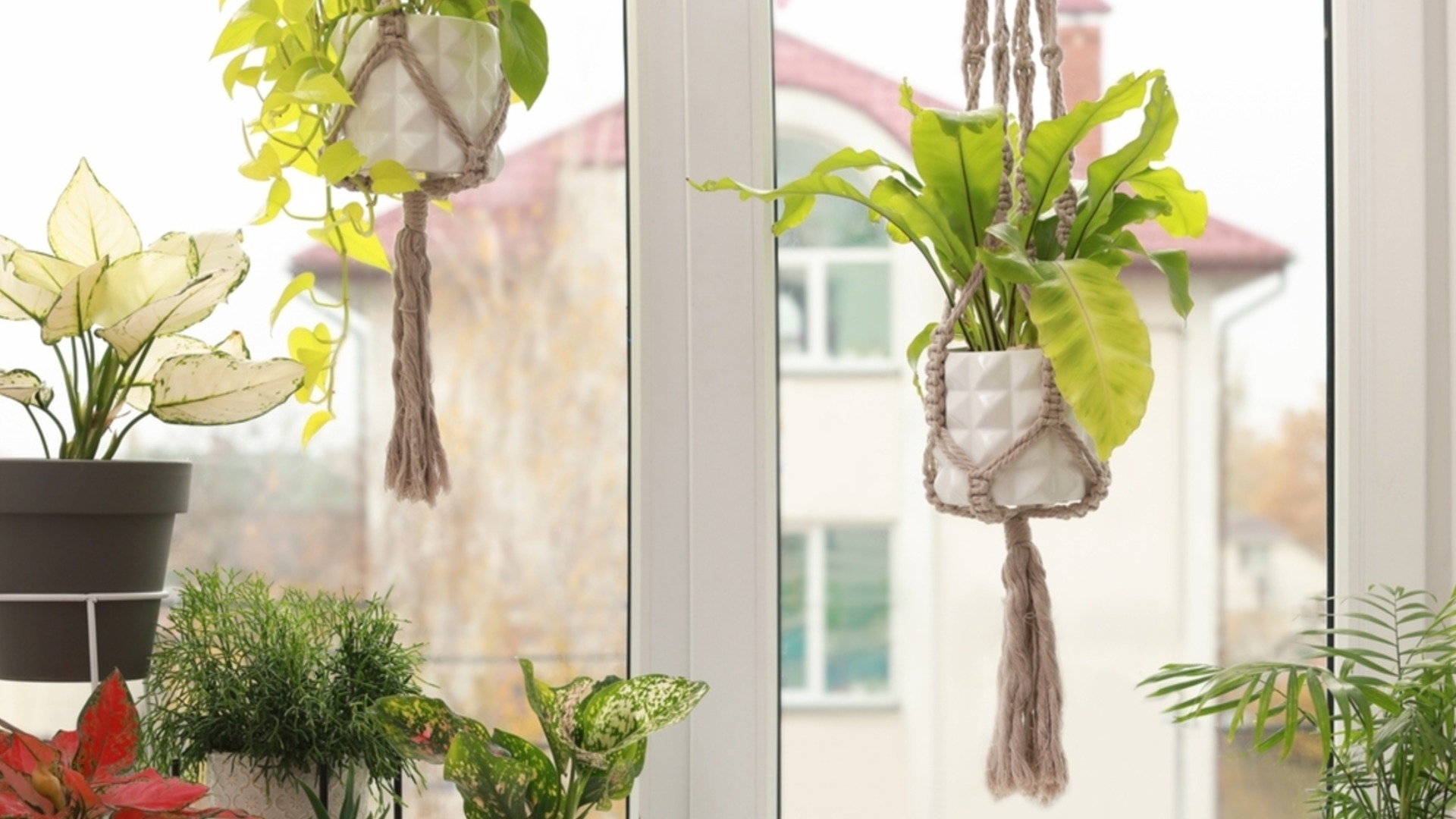 Что означает «яркий, непрямой свет», когда речь идет о комнатных растениях?