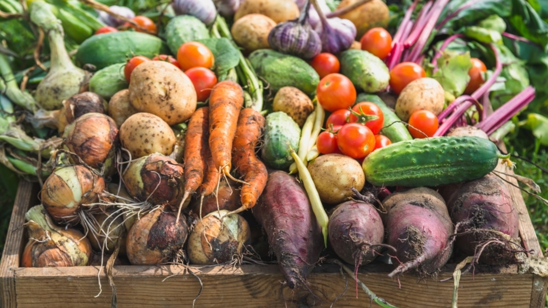 Выращивание овощей на небольших площадях – советы старых огородников