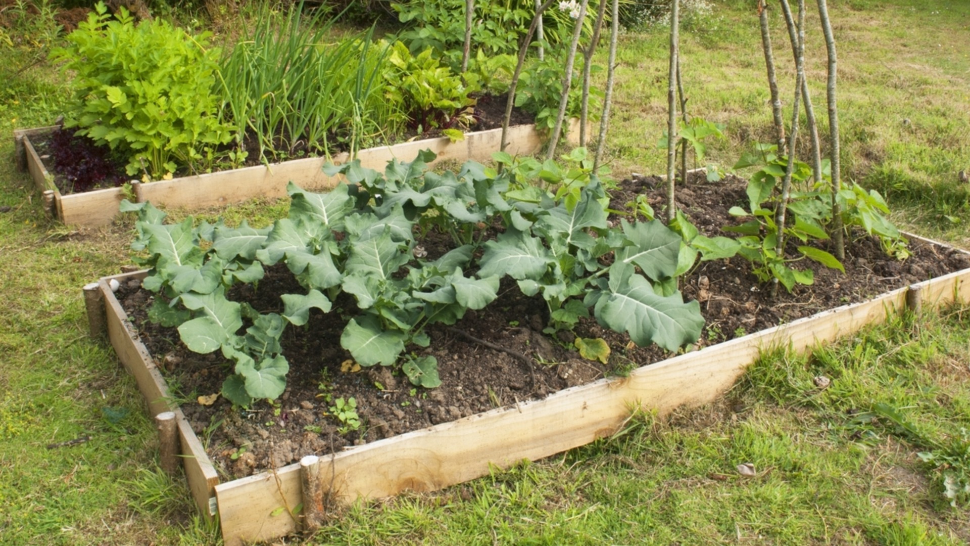 Овощи, которые можно выращивать на приподнятых грядках