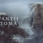 «Слоны-призраки», новый документальный фильм National Geographic Wild, превращающий африканскую легенду в увлекательную экспедицию.