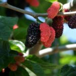 Деревья, которые НИКОГДА не следует сажать во дворе