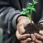 Посев в «теплую почву»: секрет садоводства, который поможет помидорам прорастать и не болеть