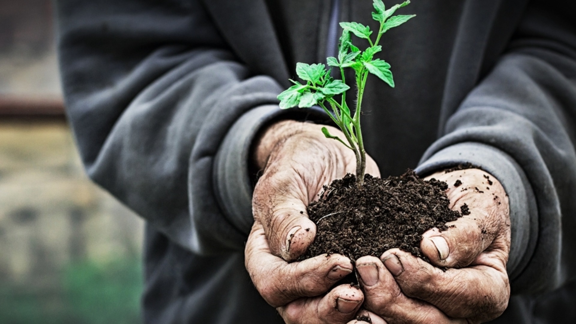 Посев в «теплую почву»: секрет садоводства, который поможет помидорам прорастать и не болеть