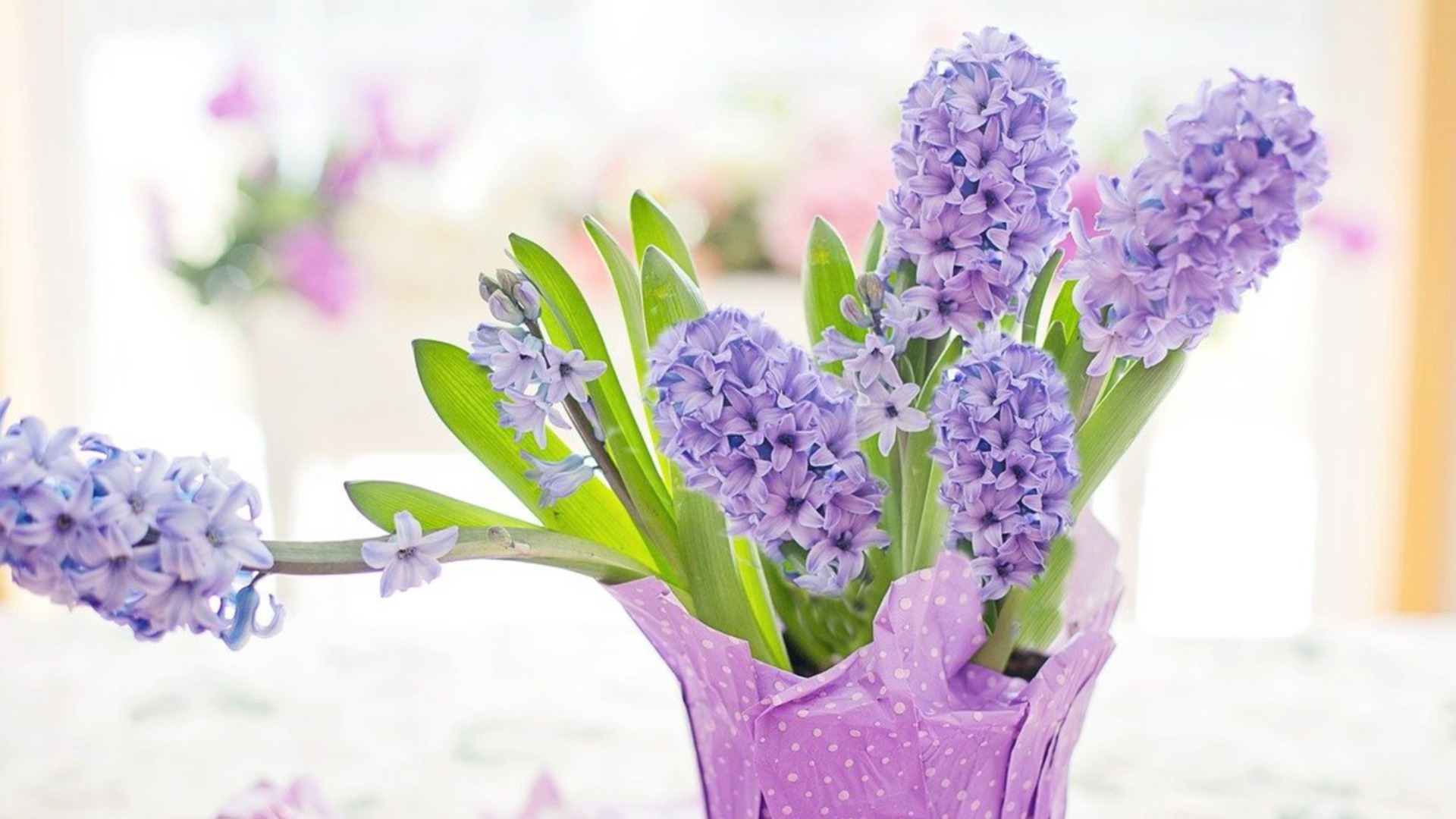 Как вырастить гиацинты в помещении