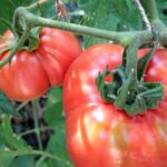 НЕ сажайте эти растения рядом с томатами – они испортят урожай.