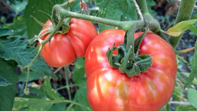 НЕ сажайте эти растения рядом с томатами – они испортят урожай.