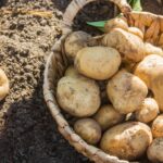 Урожай картофеля в этом году будет в 2 раза богаче, если положить его в лунку при посадке.