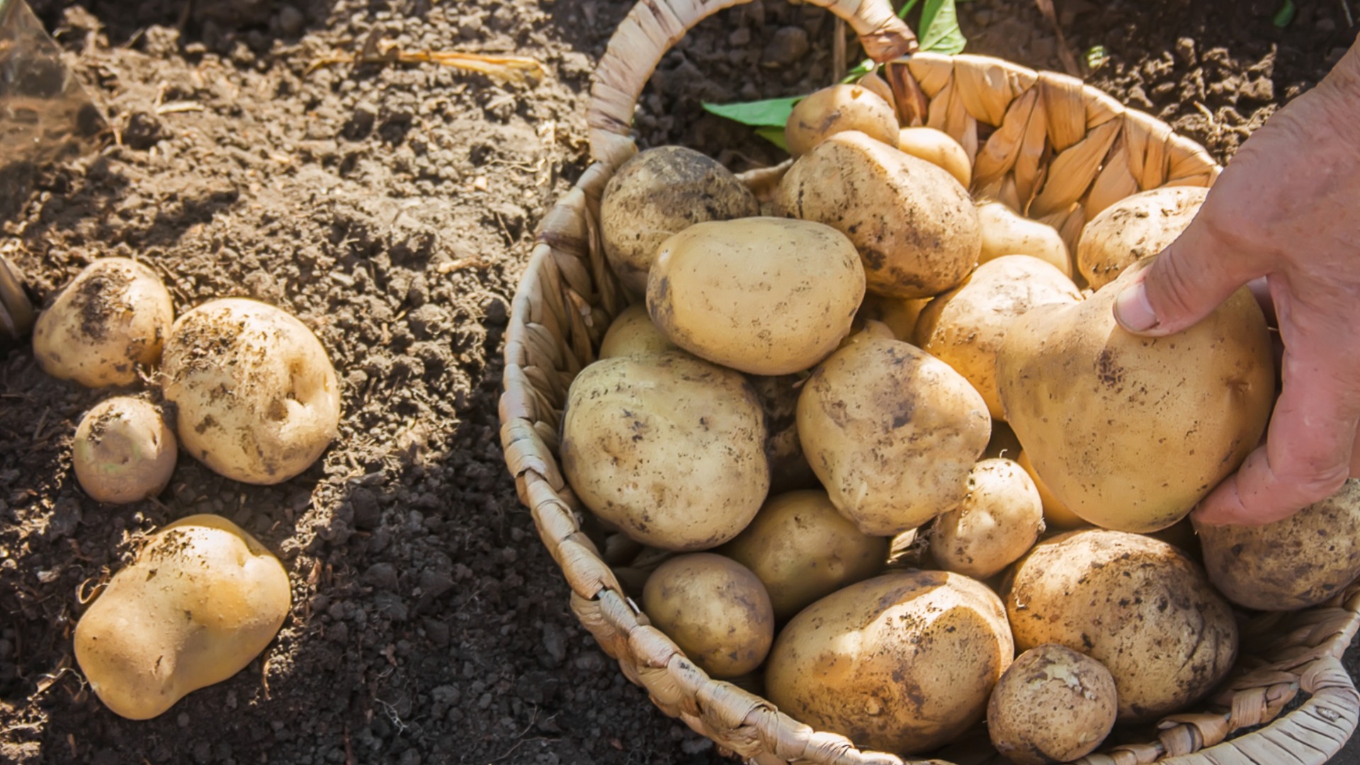 Урожай картофеля в этом году будет в 2 раза богаче, если положить его в лунку при посадке.