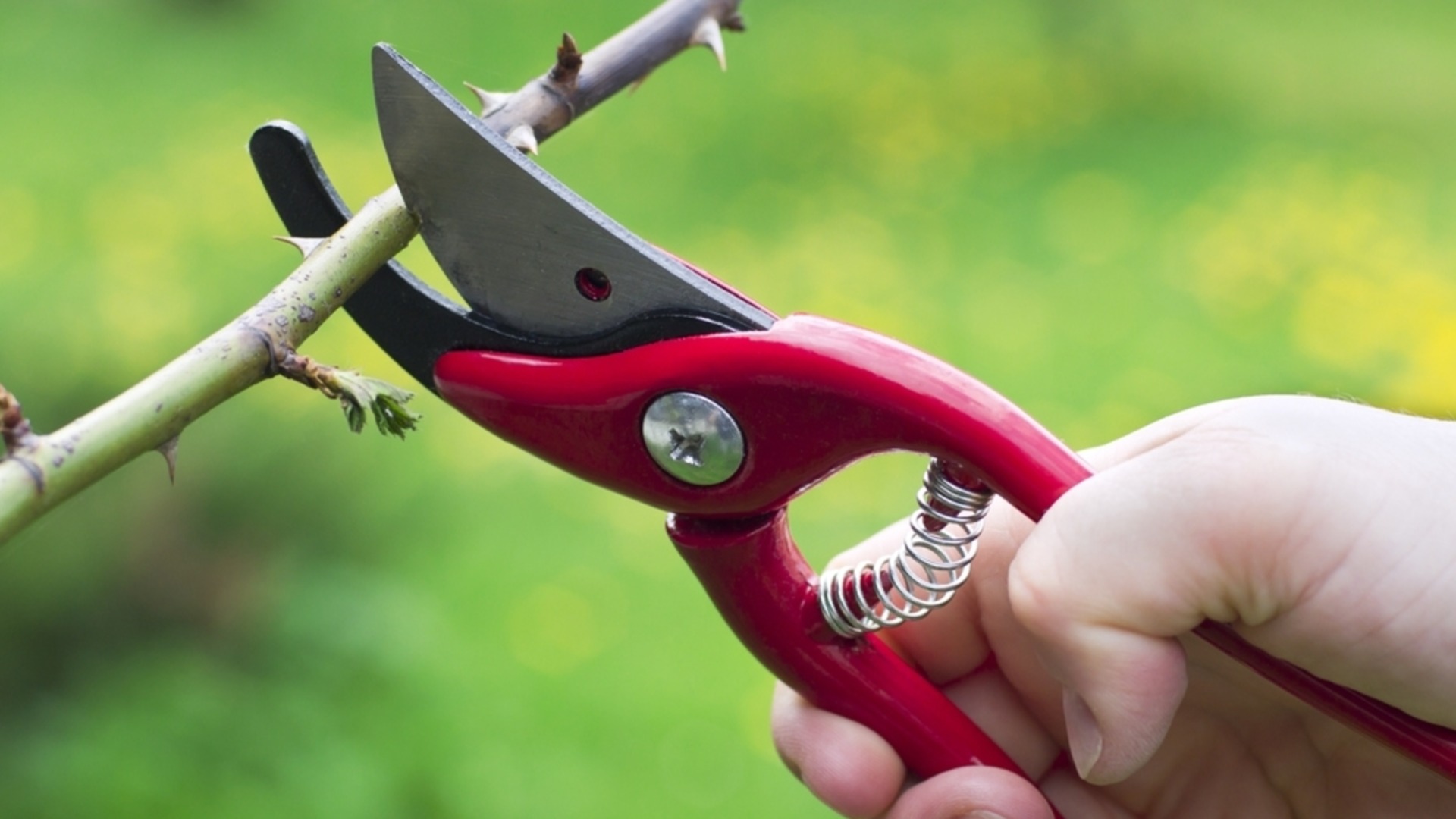 Растения и деревья, которые необходимо обрезать в феврале