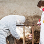 Птичий грипп и африканская чума пойдут на убыль: сигнал кризиса из-за экариаза