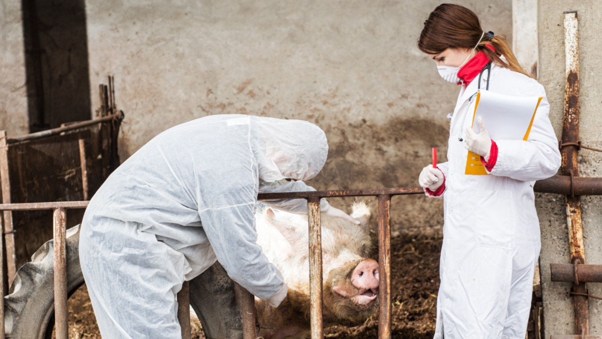 Птичий грипп и африканская чума пойдут на убыль: сигнал кризиса из-за экариаза