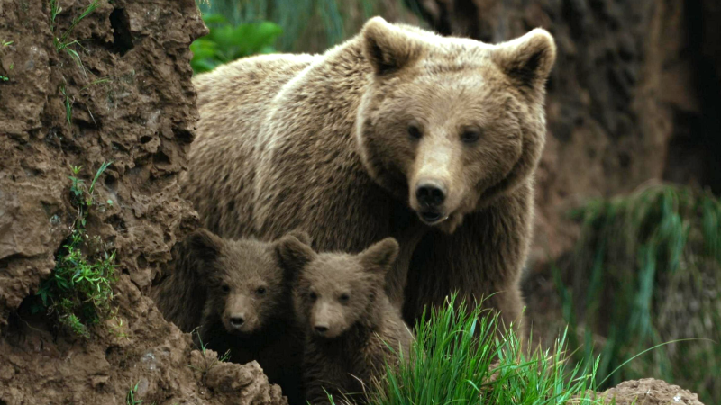 исторические загадки, легендарная авиация и захватывающие документальные фильмы о природе