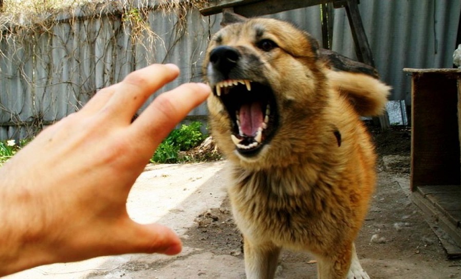 Как защититься от бешенства и что делать после укуса животного?