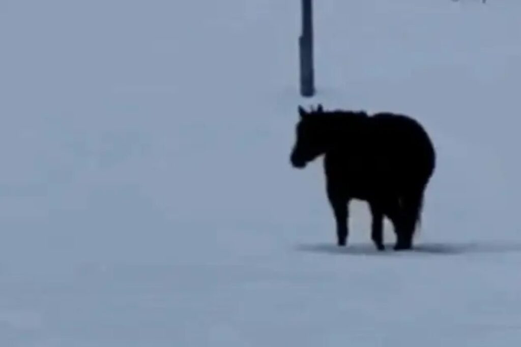 «Чем больше я смотрю, тем больше я запутываюсь»