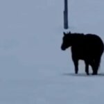 «Чем больше я смотрю, тем больше я запутываюсь»