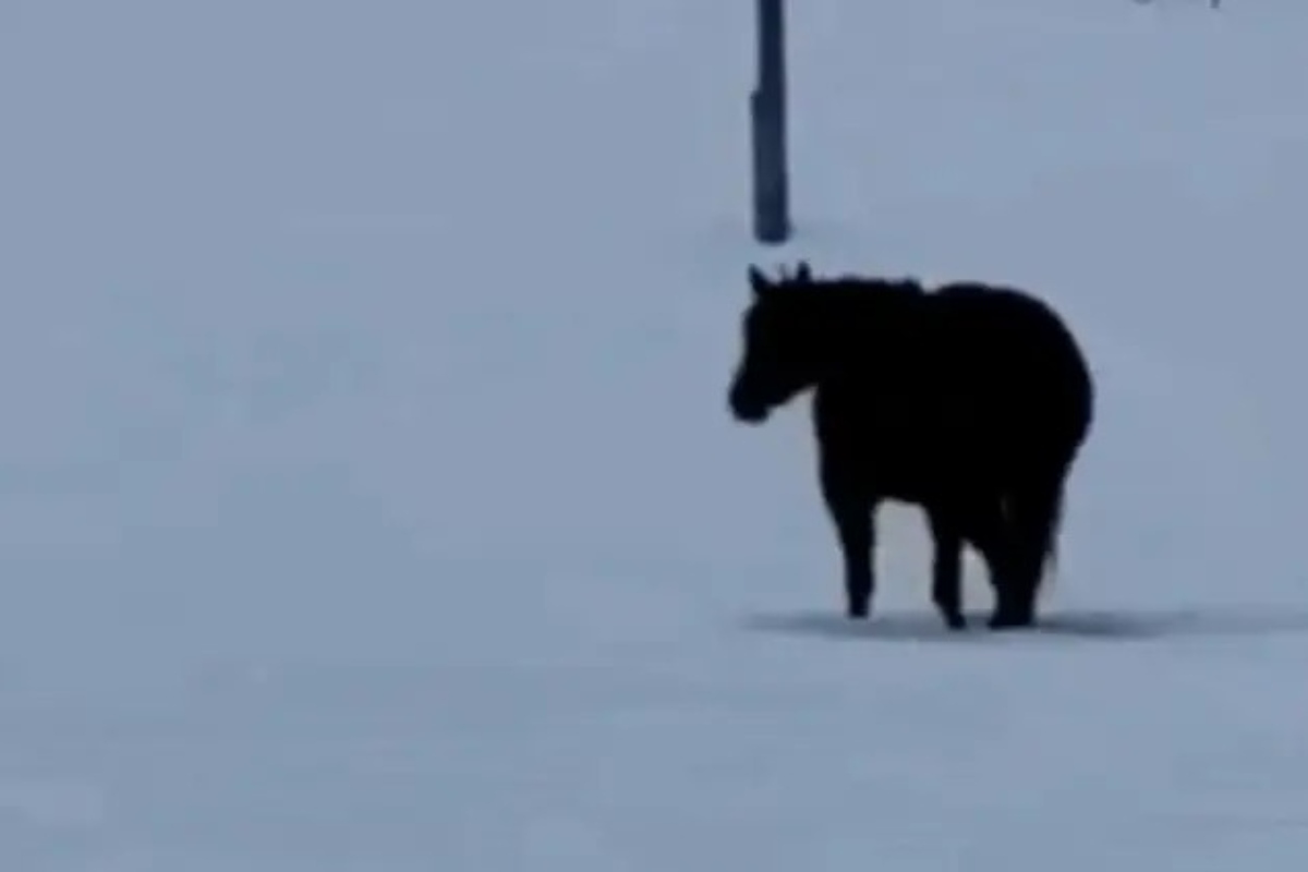 «Чем больше я смотрю, тем больше я запутываюсь»