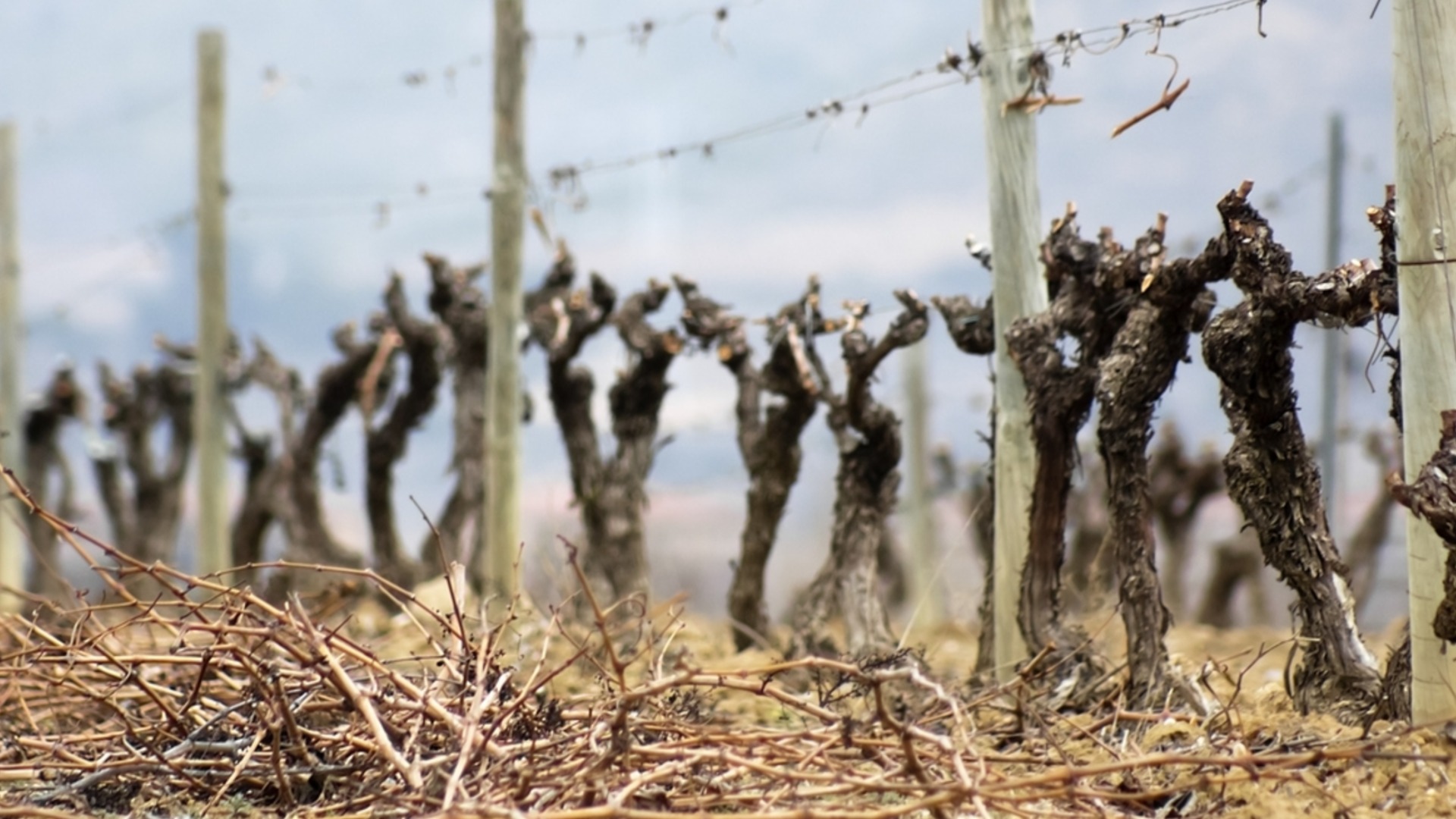 Посадка винограда весной: Правильная техника и уход дадут обильный урожай
