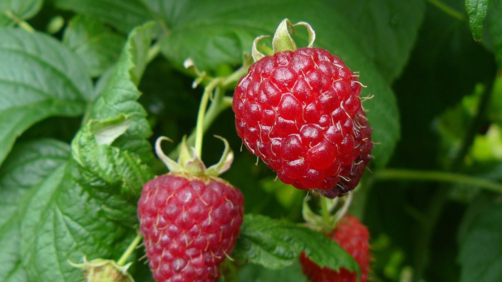 НЕ сажайте малину рядом с этим растением – урожая не будет и кусты засохнут.