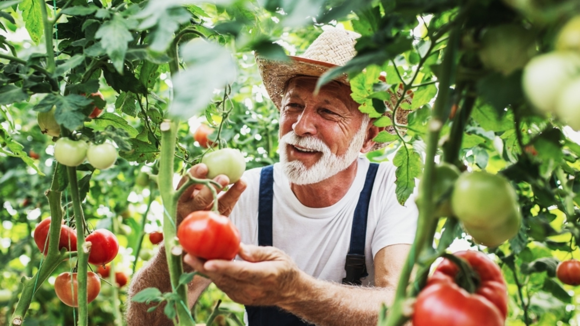 Почему желтеют листья томатов?