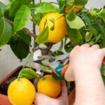 Фруктовые деревья, которые легко вырастить в помещении