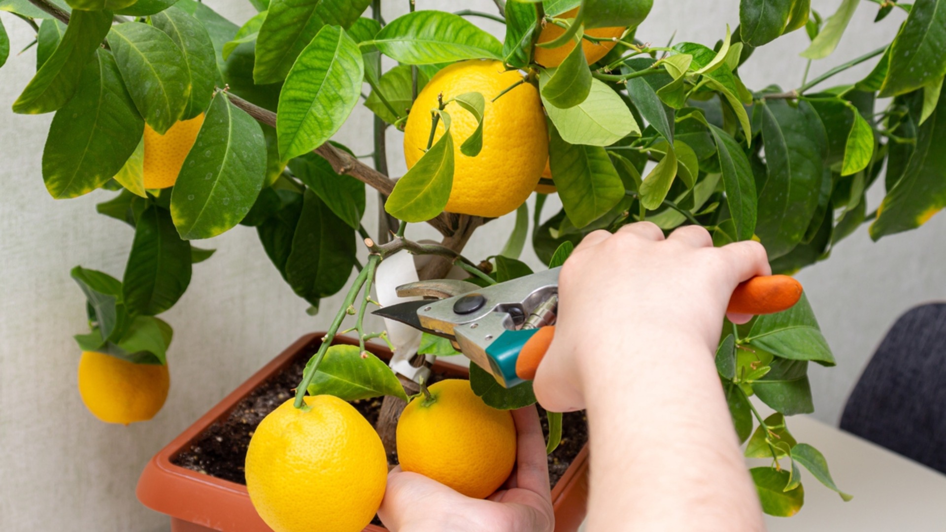 Фруктовые деревья, которые легко вырастить в помещении