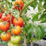 Почему желтеют листья рассады томатов