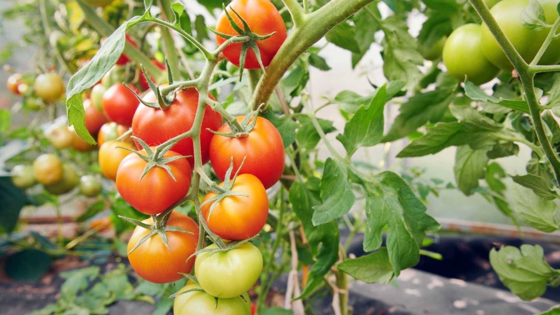 Почему желтеют листья рассады томатов