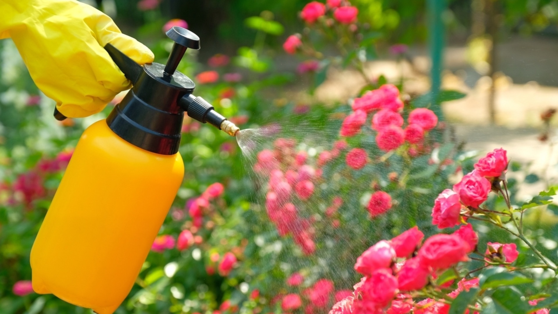 Как часто следует поливать розы?