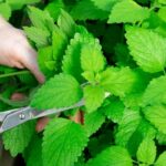 Как размножить мяту черенками всего за несколько простых шагов