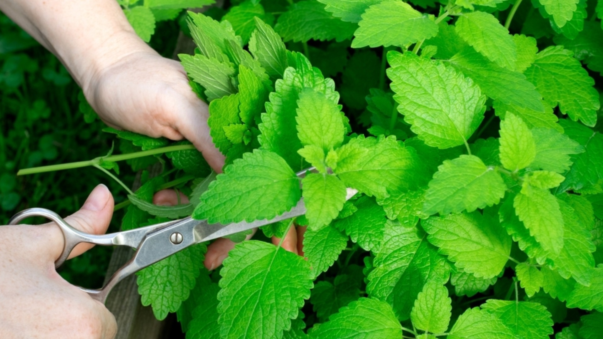 Как размножить мяту черенками всего за несколько простых шагов