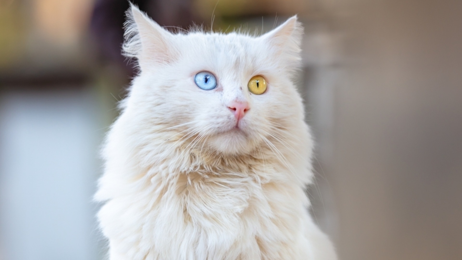 Это растение токсично для домашних животных.