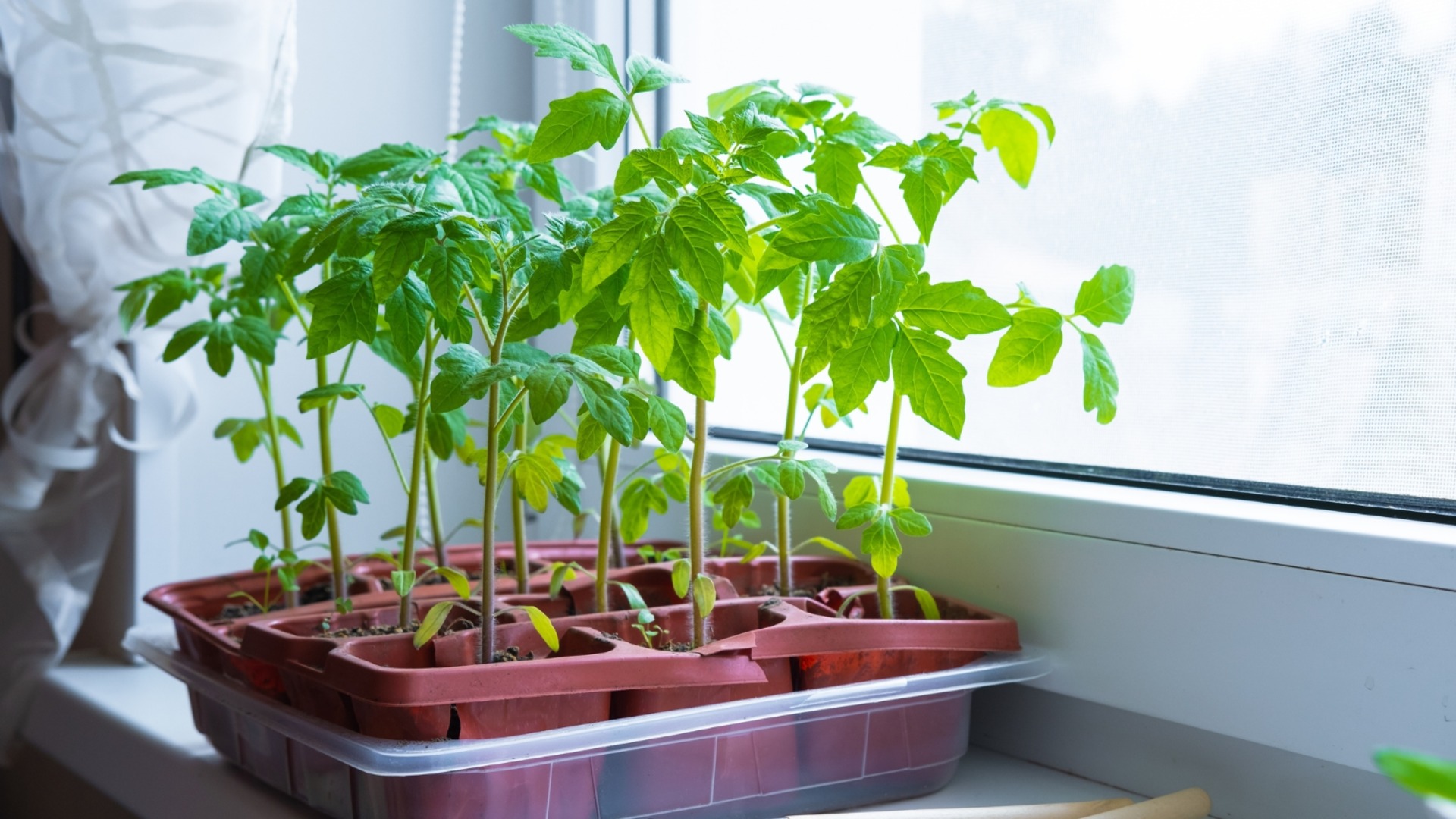 Как предотвратить гниение рассады