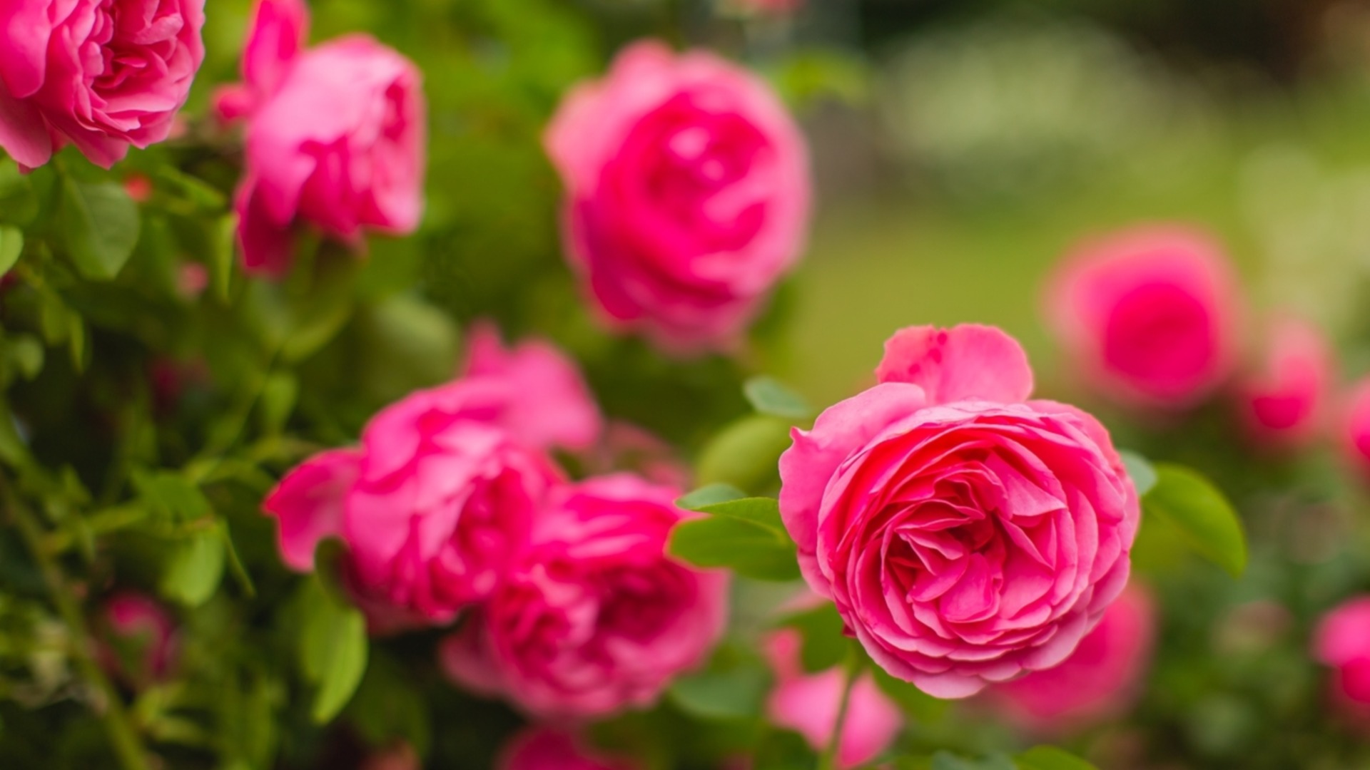 Правильная посадка кустов роз