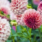 Улитки любят георгины: простой трюк, чтобы защитить красивые цветы в вашем саду