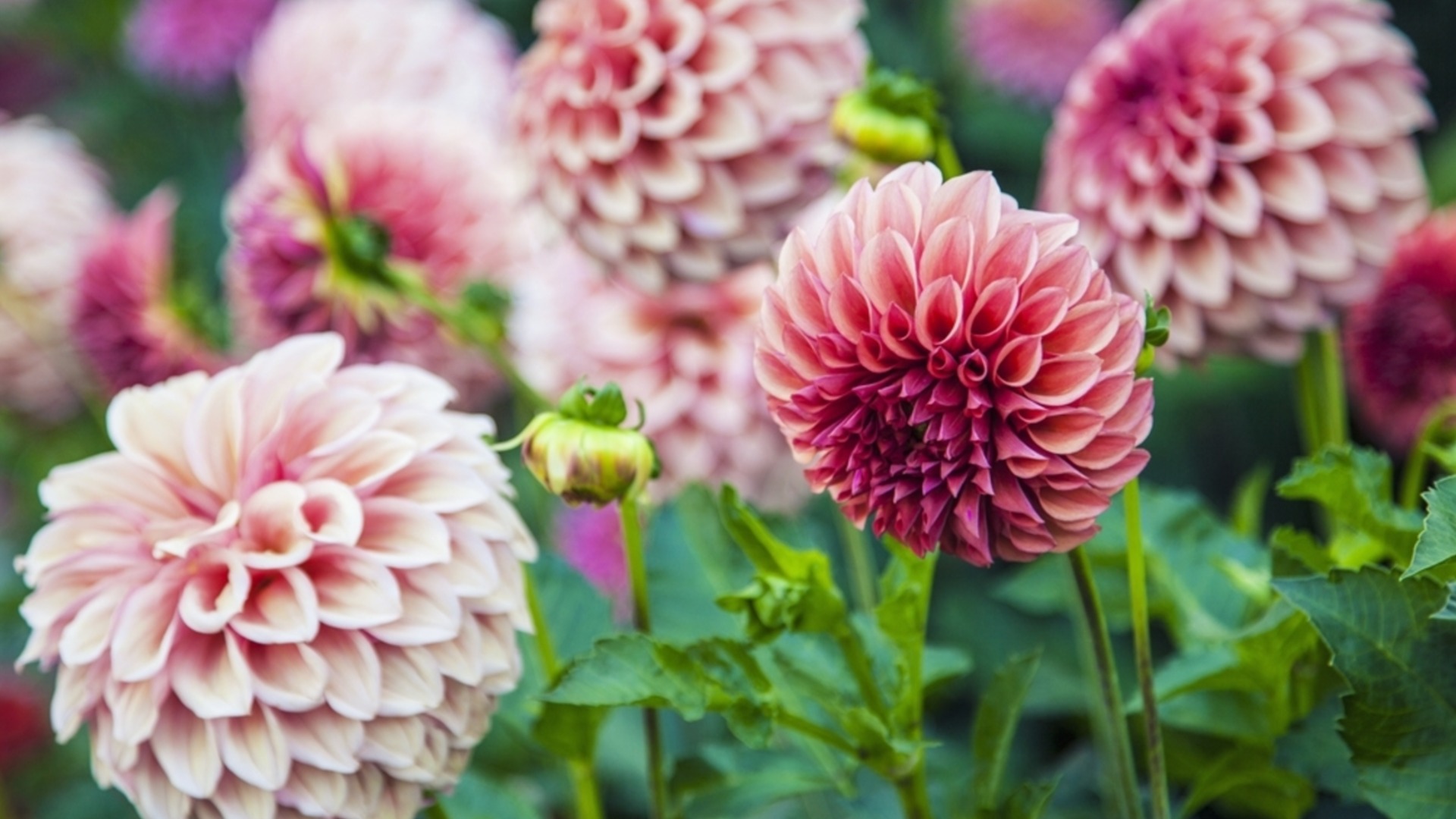 Улитки любят георгины: простой трюк, чтобы защитить красивые цветы в вашем саду