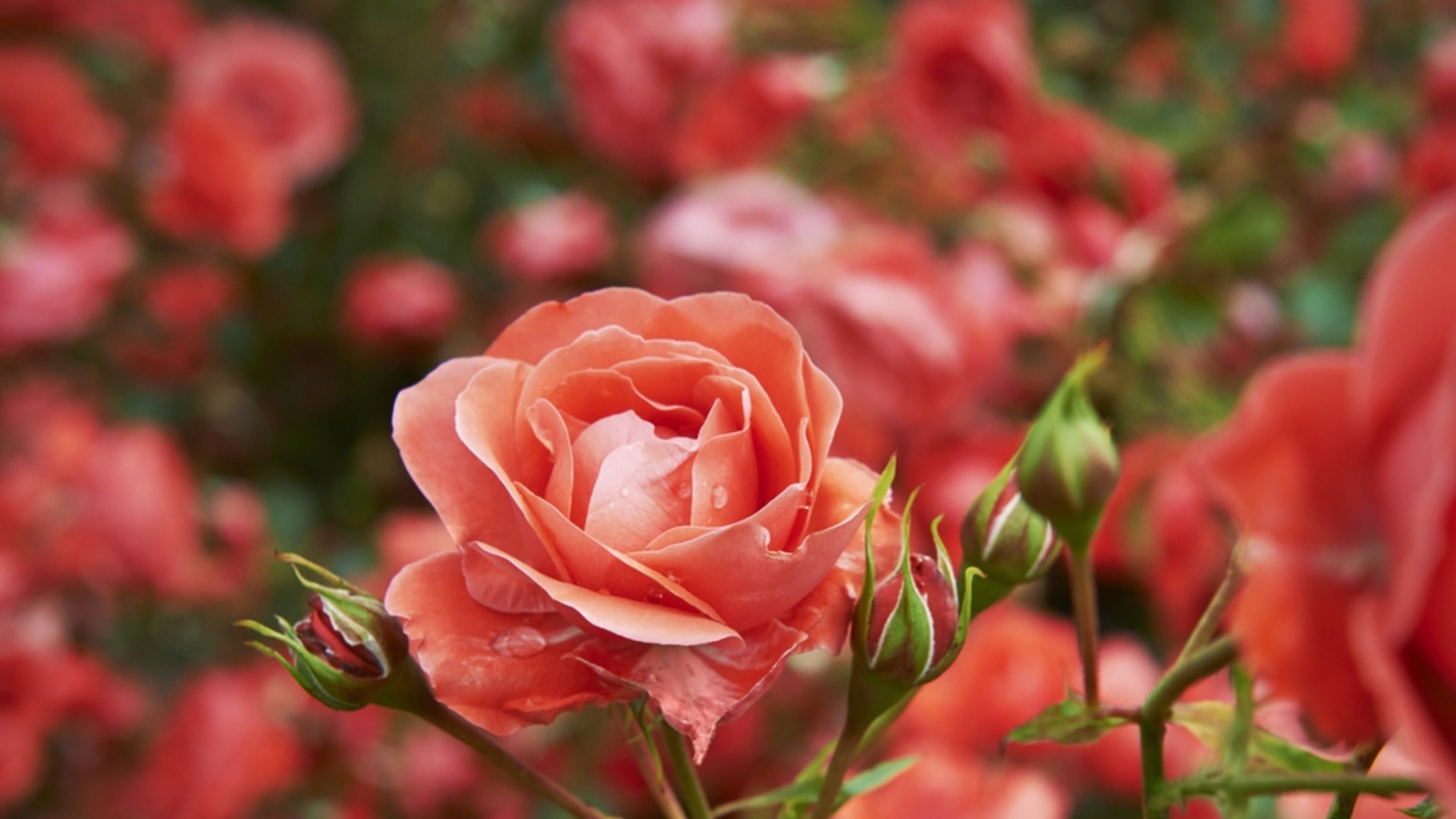 Где лучше всего сажать розы?