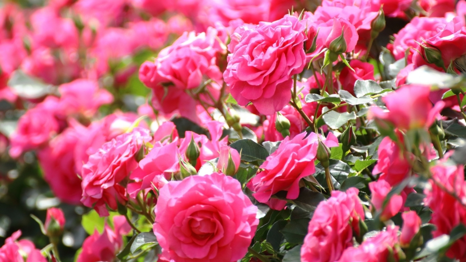 Преимущества использования кофейной гущи для роз