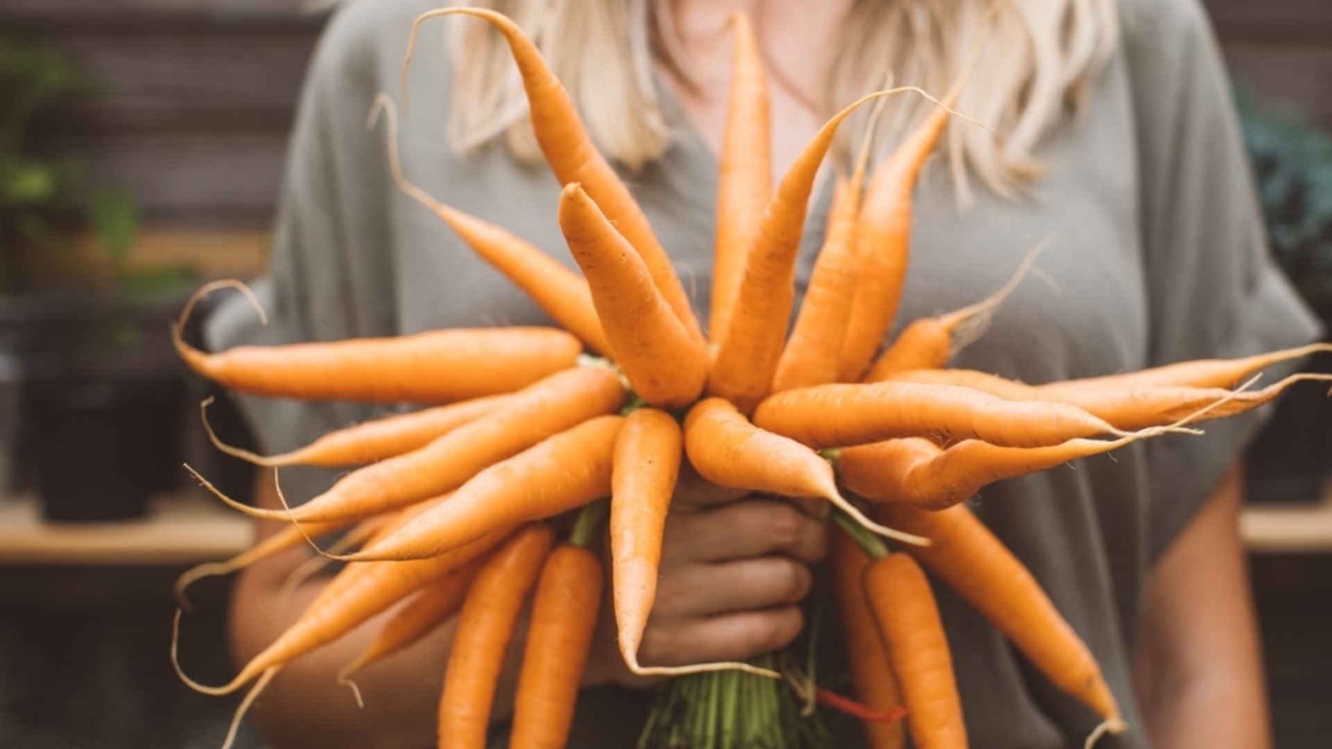 Как вырастить морковь из семян, чтобы получить обильный урожай