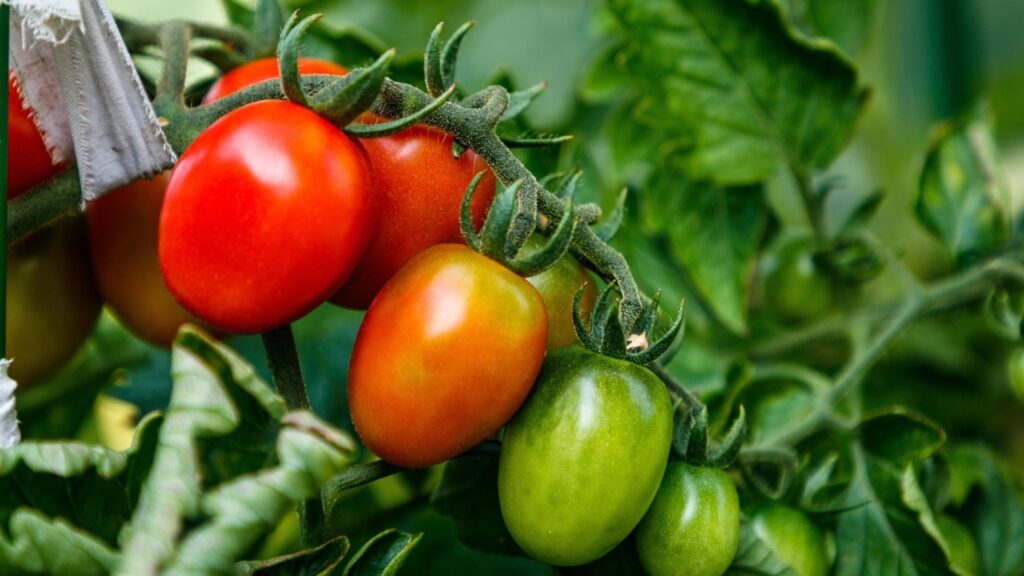 Чем отличаются ранние и поздние сорта томатов?