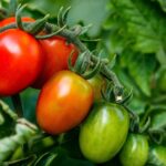 Чем отличаются ранние и поздние сорта томатов?