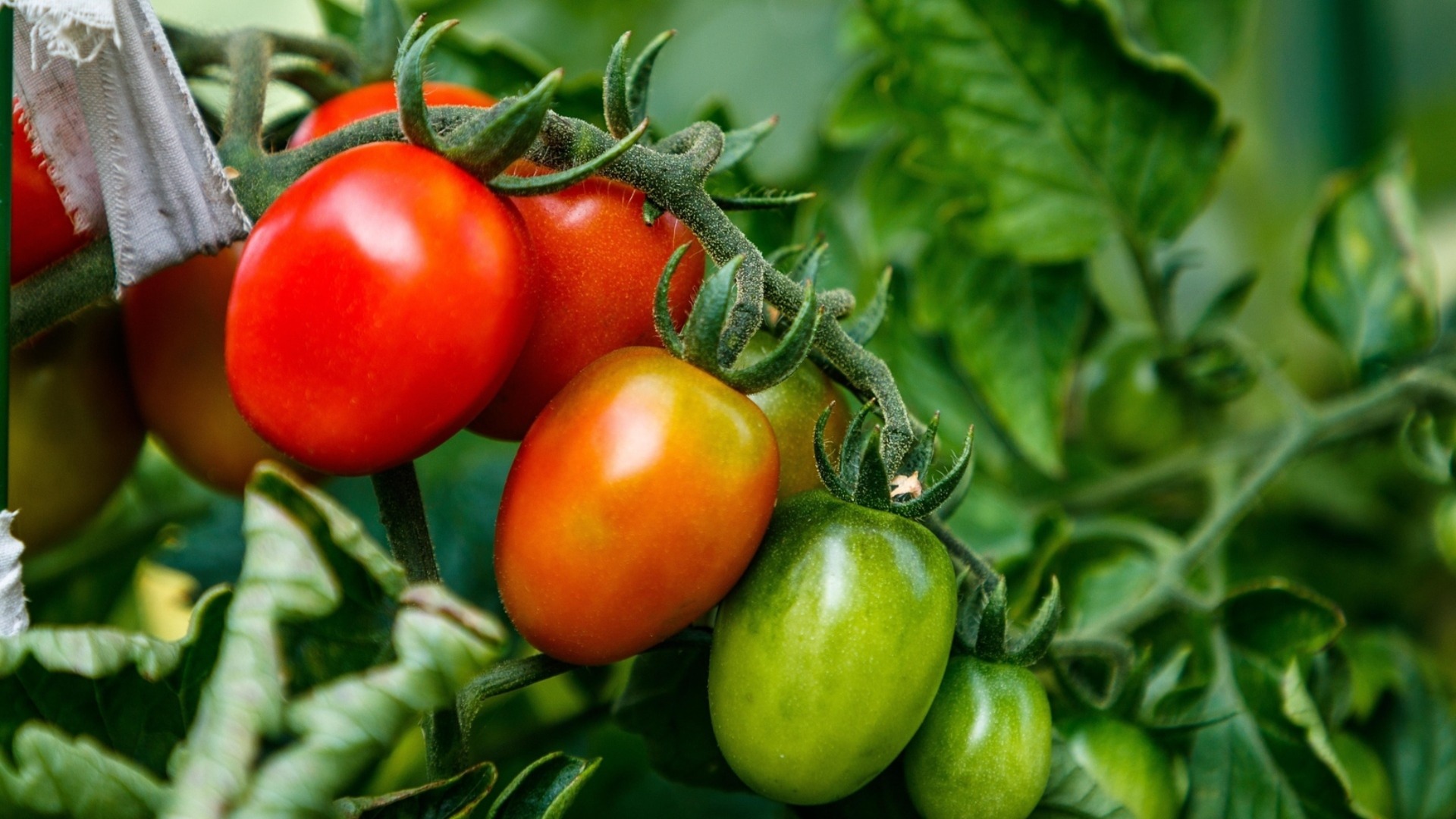 Чем отличаются ранние и поздние сорта томатов?