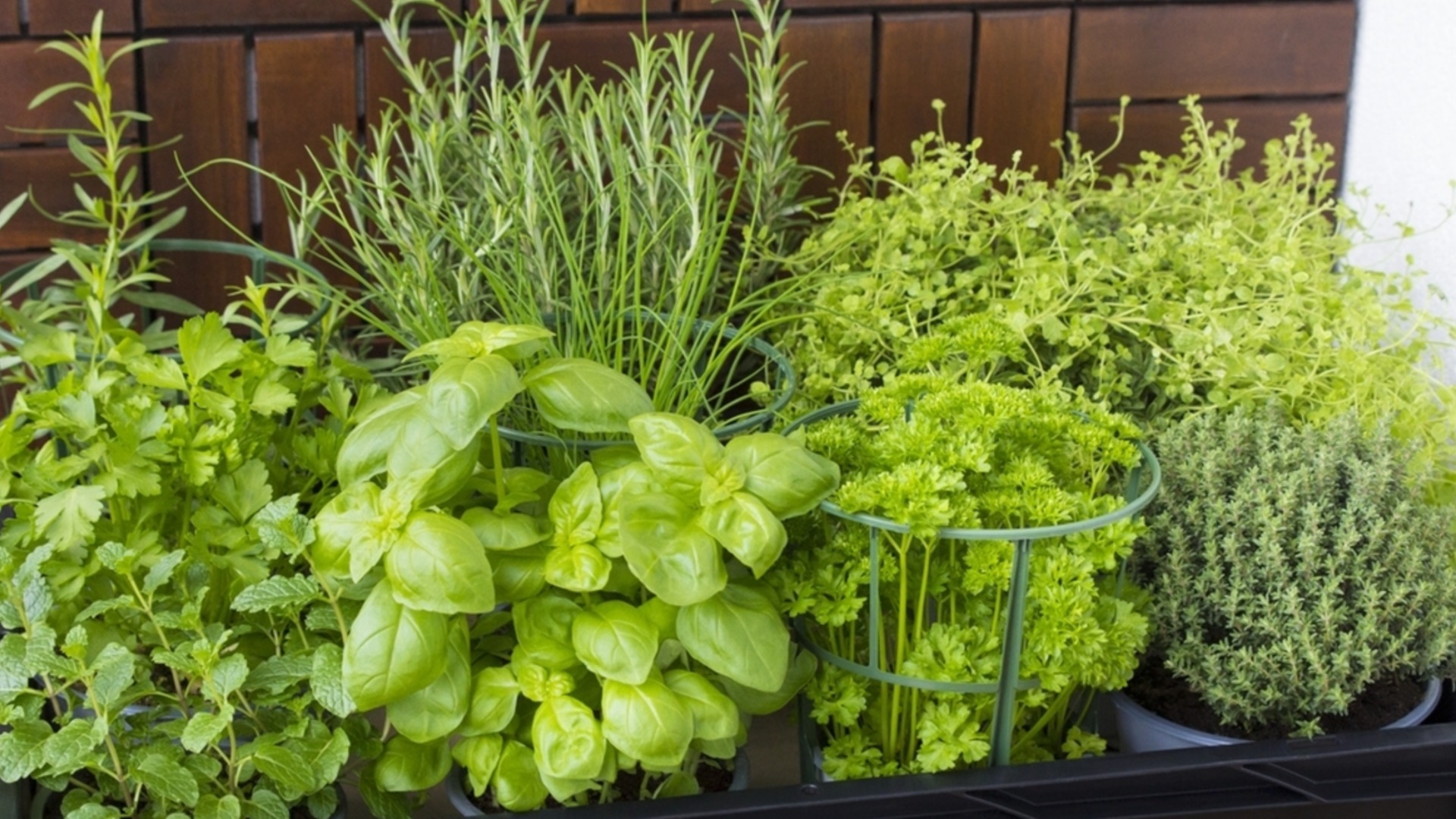 Многолетние травы для деления весной