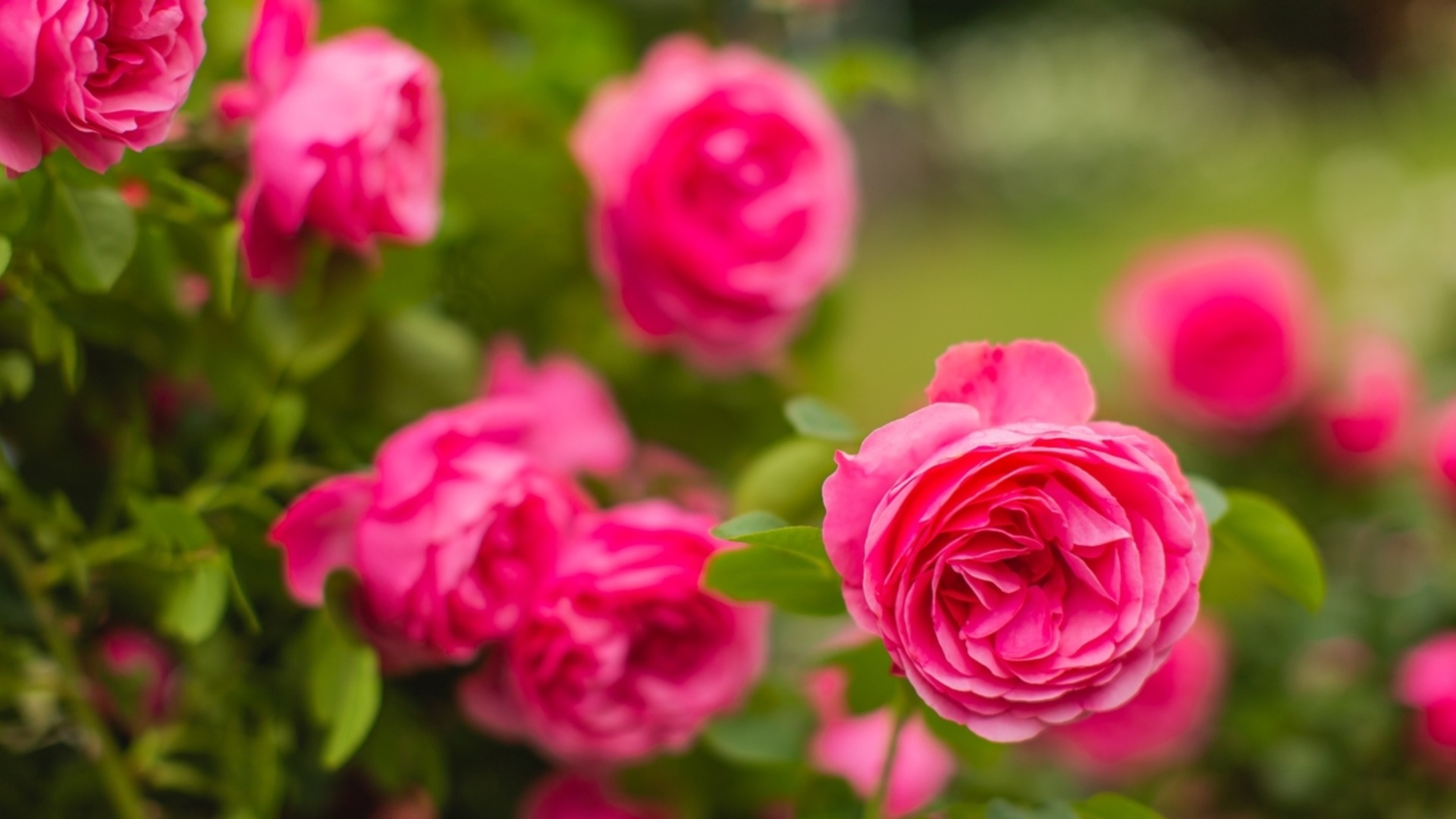 Когда сажать розы для пышного цветения в саду