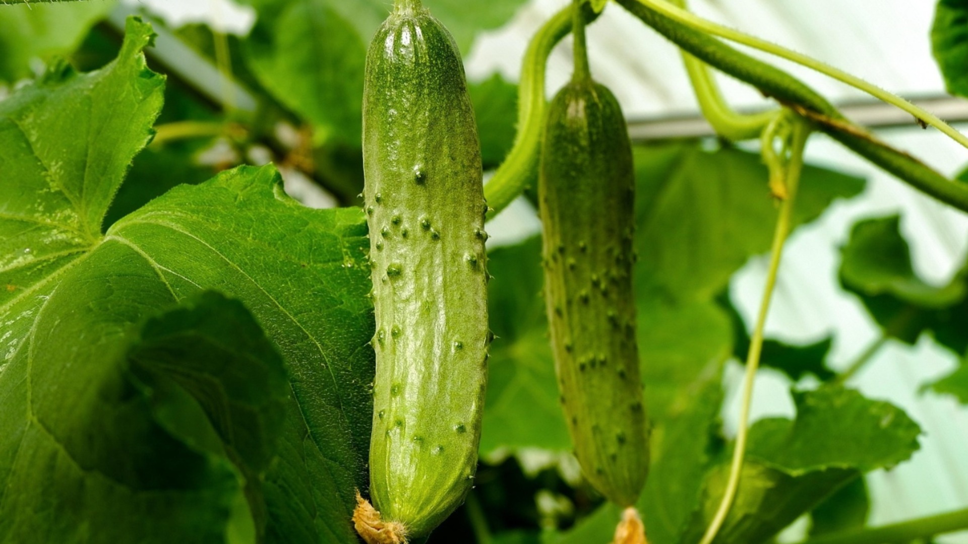 Лучшее время для посадки огурцов для богатого урожая