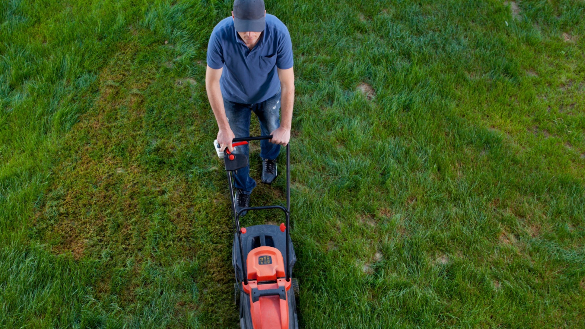 Когда косить газон после зимы, чтобы трава была самой густой и зеленой